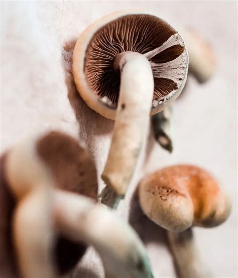 The Science Behind Magic Mushroom Kits: How Mushrooms Grow and Work